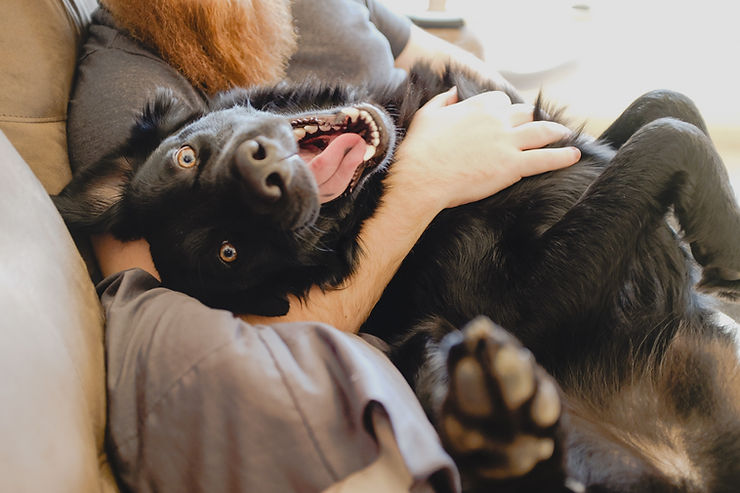 Healthy Smiles: How to Keep Your Dog’s Teeth Sparkling