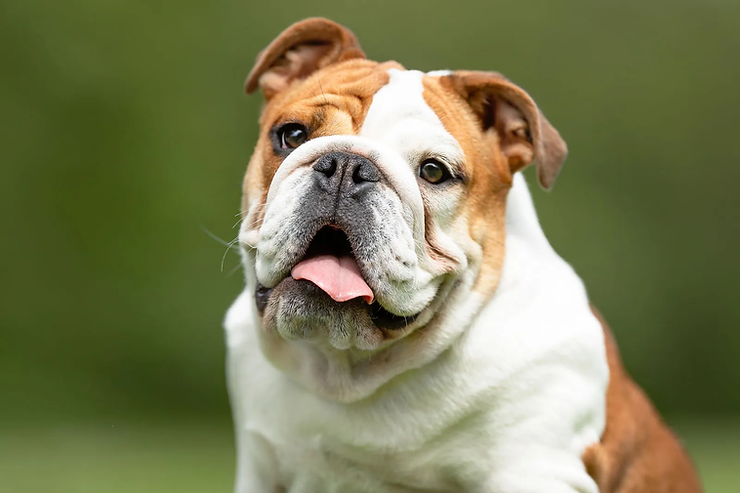 Bulldogs: Wrinkles, Waddles, and Unwavering Love