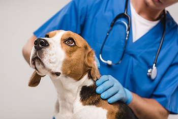 Honoring Our Heroes: World Veterinary Day