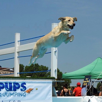 Poppy’s Dock Diving Journey: Making a Splash from Paws to Pool