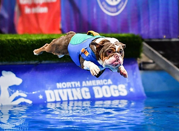 Making a Splash: The Thrilling World of Dock Diving