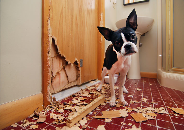 Canine Complaints: Delving into My Dog Owner Icks