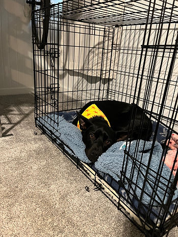 Safe and Secure: Why I Crate Poppy