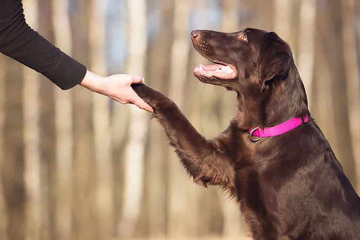 Unleash the Potential: 8 Compelling Reasons to Invest in Dog Training Today!