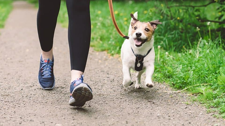 Running with Your Dog 101: A Beginner’s Roadmap