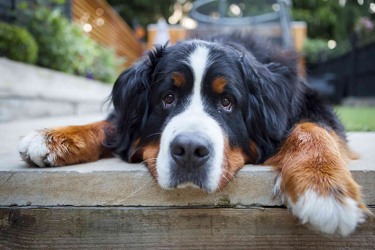 How to Raise a Calm and Relaxed Dog: Tips for Pet Parents