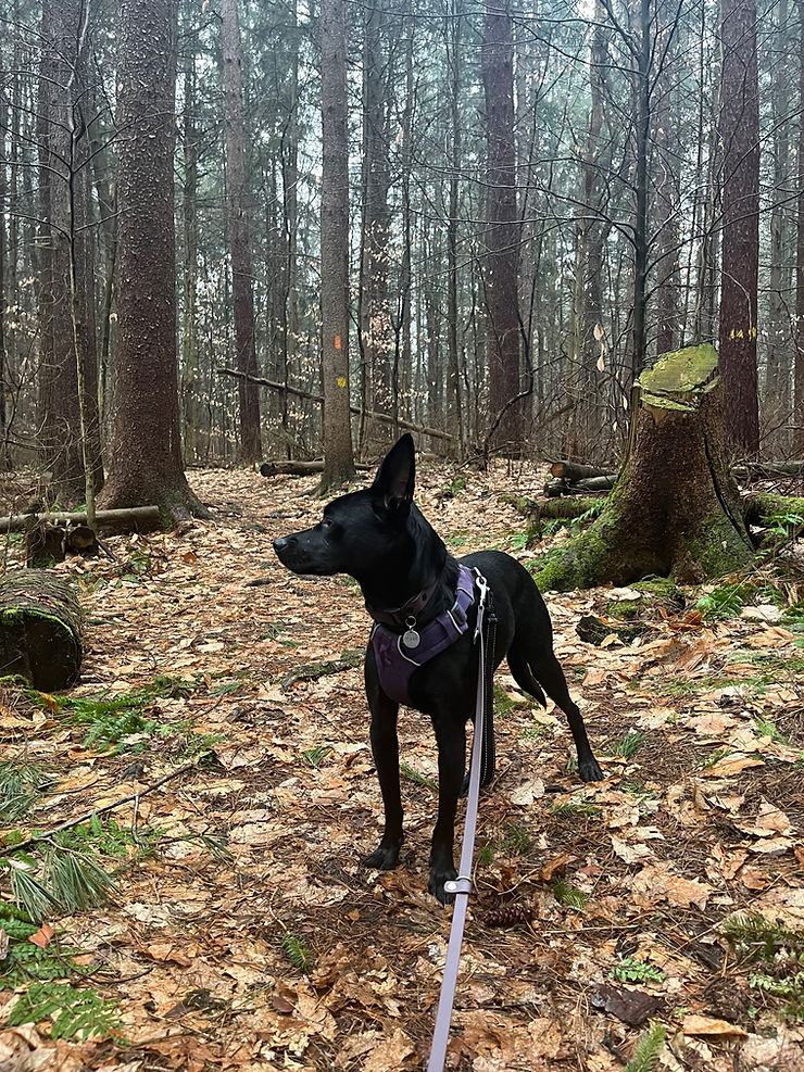 Tails and Trails: Our First Hikes of 2024