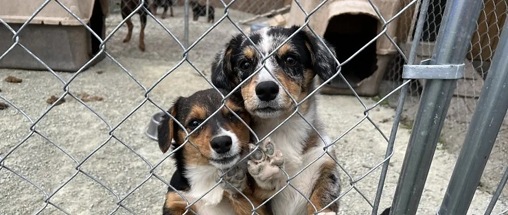 Celebrating National Rescue Dog Day: Honoring Our Furry Friends in Shelters