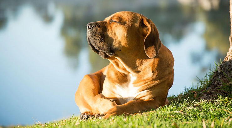 Beat the Heat: The Ultimate Guide to Summer Safety for Dogs