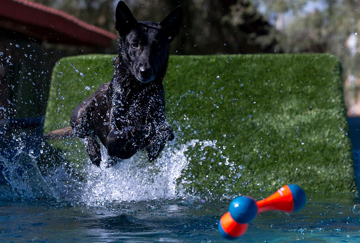 Splash of Freedom: Seven Benefits of Dock Diving for Your Dog