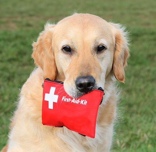 Emergency Preparedness: Your Comprehensive Guide to Dog First Aid