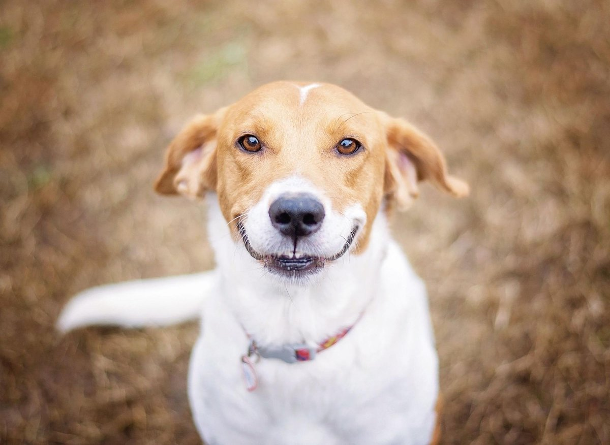 Ensuring Your Dog’s Mental Well-being: A Guide to Happy Paws