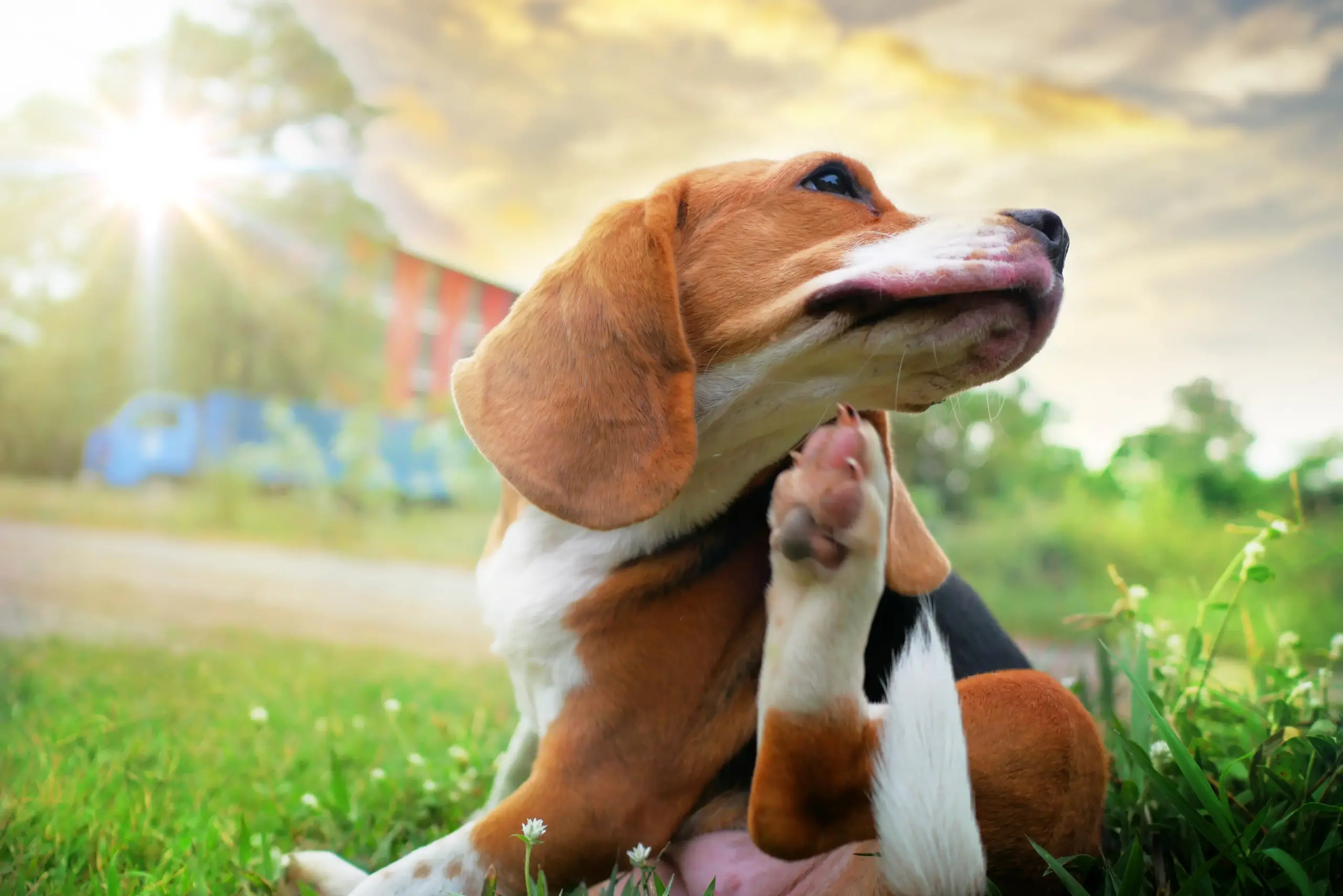 The Ultimate Guide to Seasonal Allergies in Dogs: Signs, Symptoms, and Management