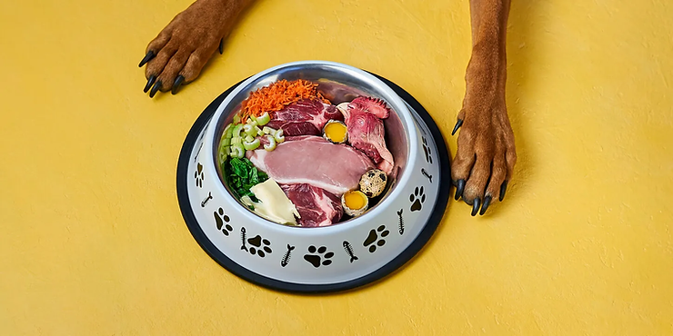 Raw Food vs. Kibble: Choosing the Best Diet for Your Dog