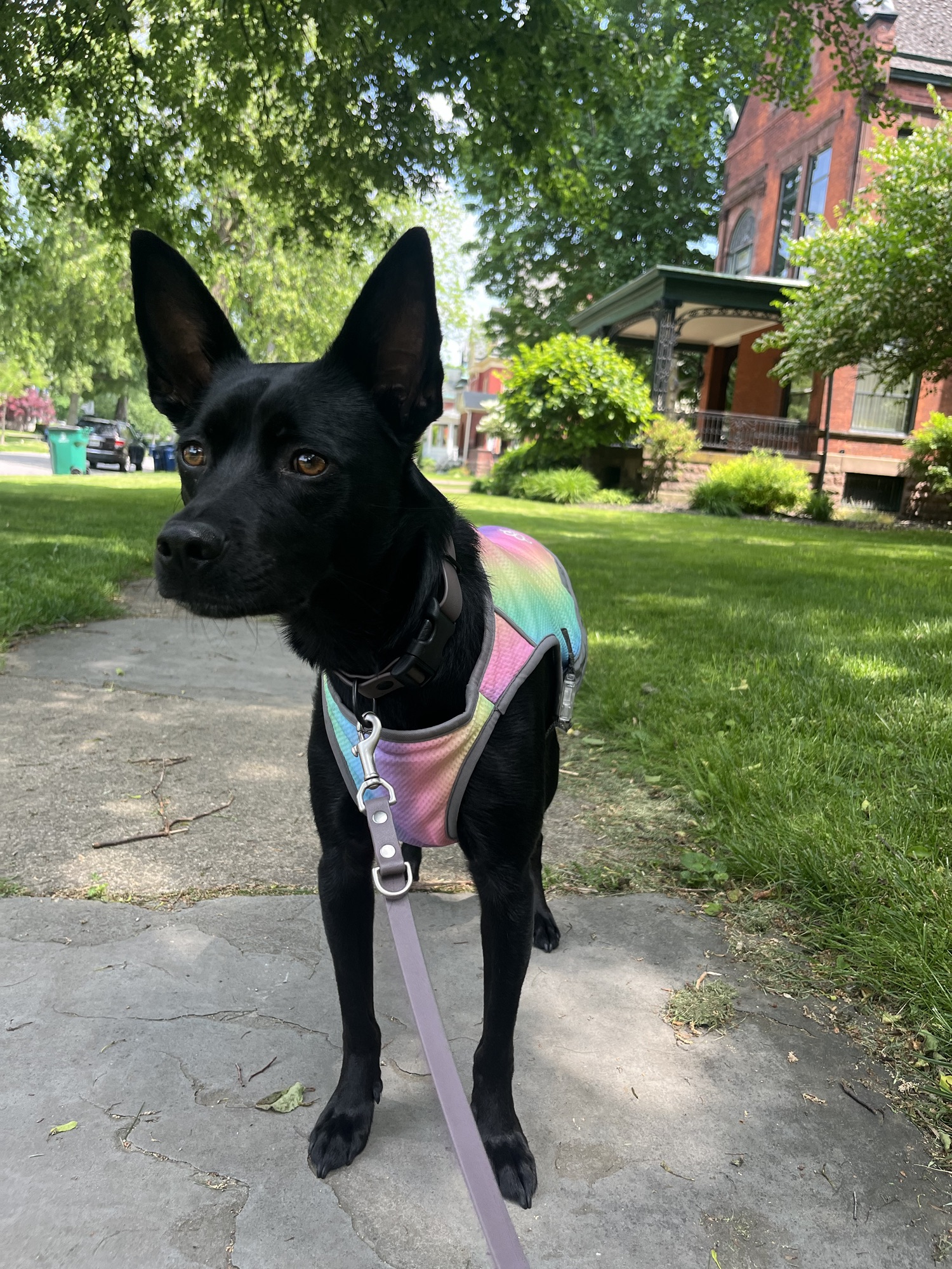 June Pick of the Month: Canada Pooch Cooling Vest