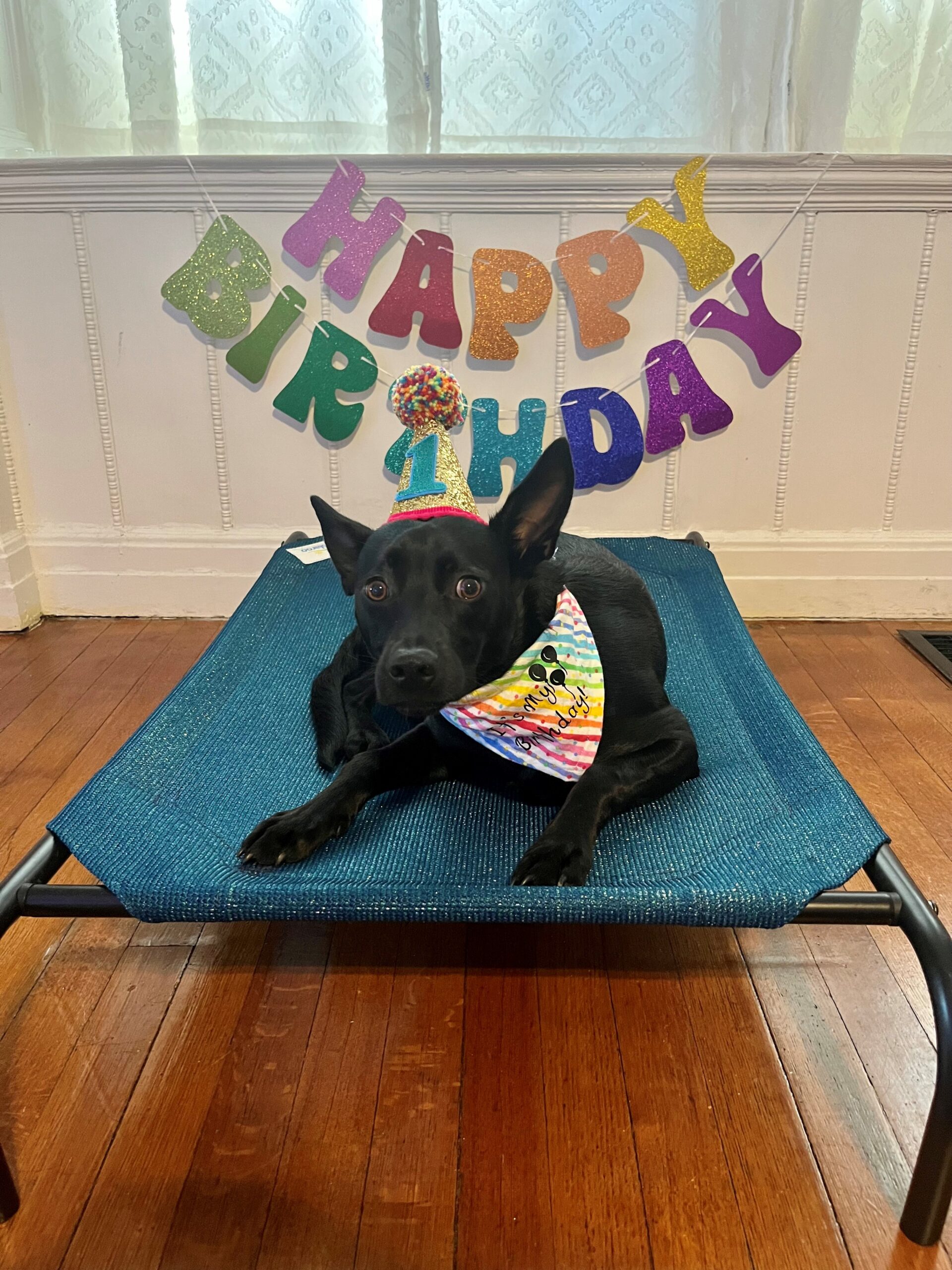 Celebrate Your Pup’s Big Day: Ideas for a Tail-Wagging Birthday Bash