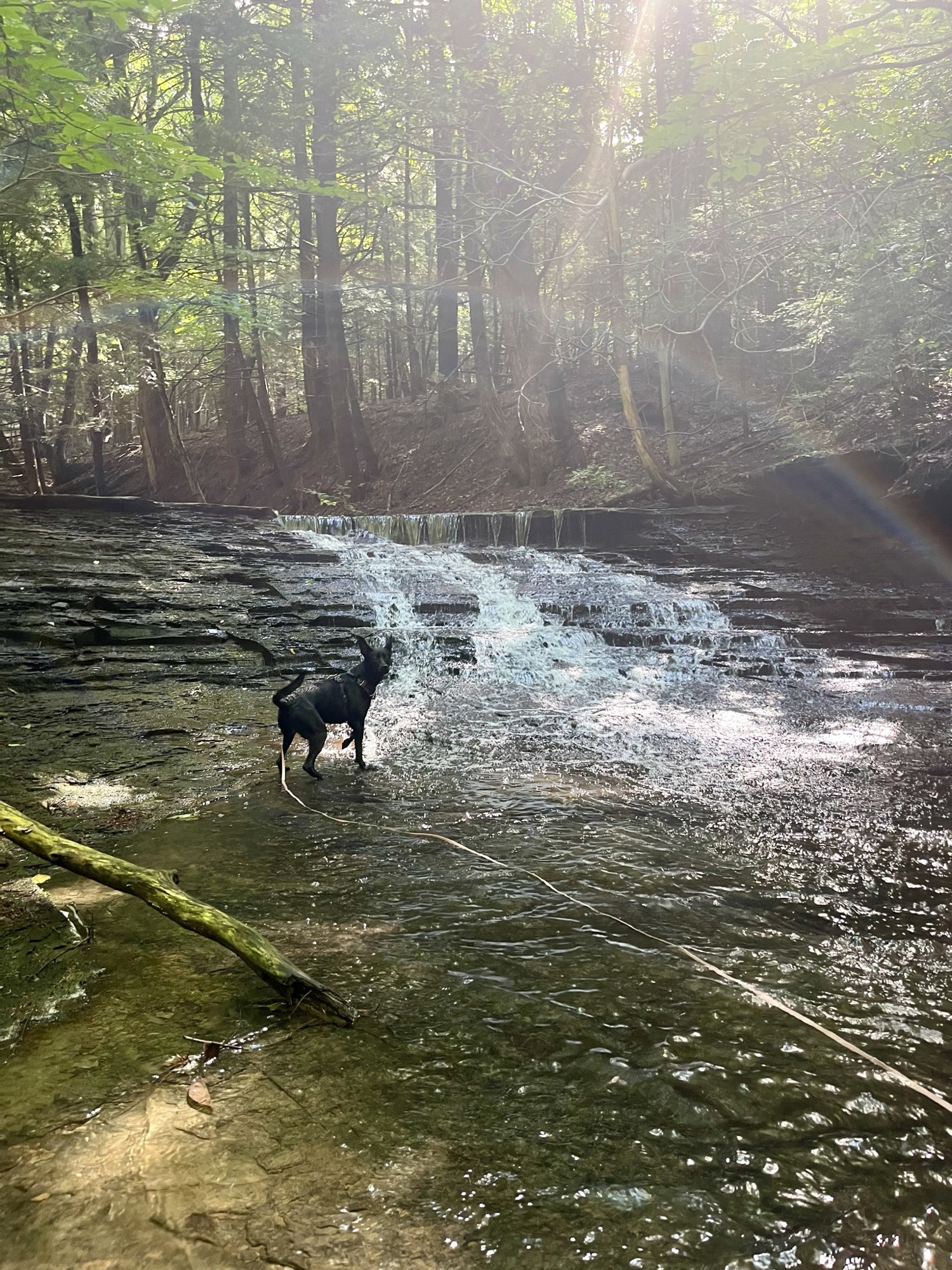 Exploring Dog-Friendly Swim Spots Around Buffalo, NY