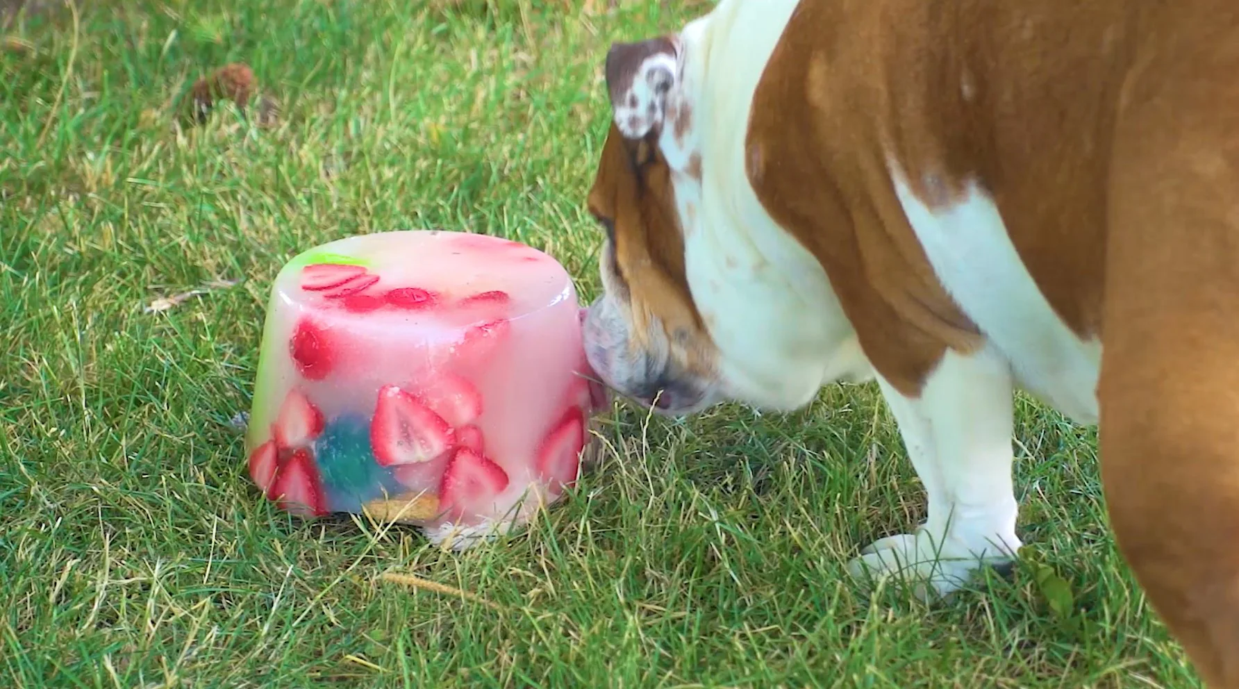 Summer Cool-Down: Best Frozen Enrichment Activities for Dogs