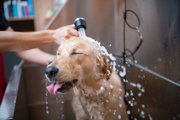 Mastering Dog Bath Time: A Step-by-Step Guide for Pet Owners