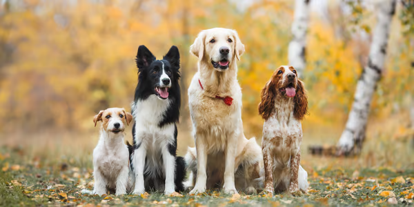 National Dog Day Celebration Ideas: Ten Ways to Celebrate with Your Furry Friend