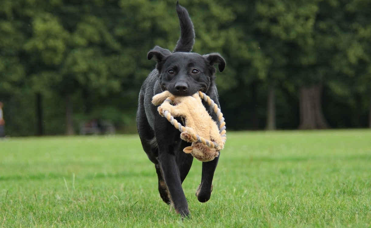 dog olympics