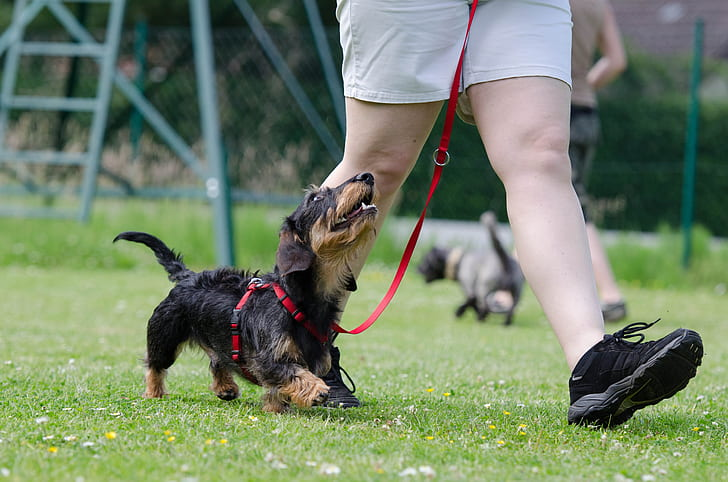 Enhance Your Dog’s Routine: Discover Exciting New Training Classes