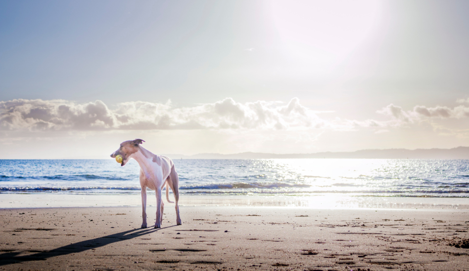 Beach Day Essentials: Must-Have Gear for You and Your Dog