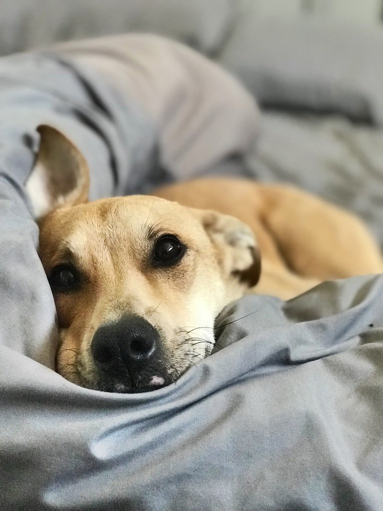 The Great Debate: Letting Your Dog Sleep in Bed with You