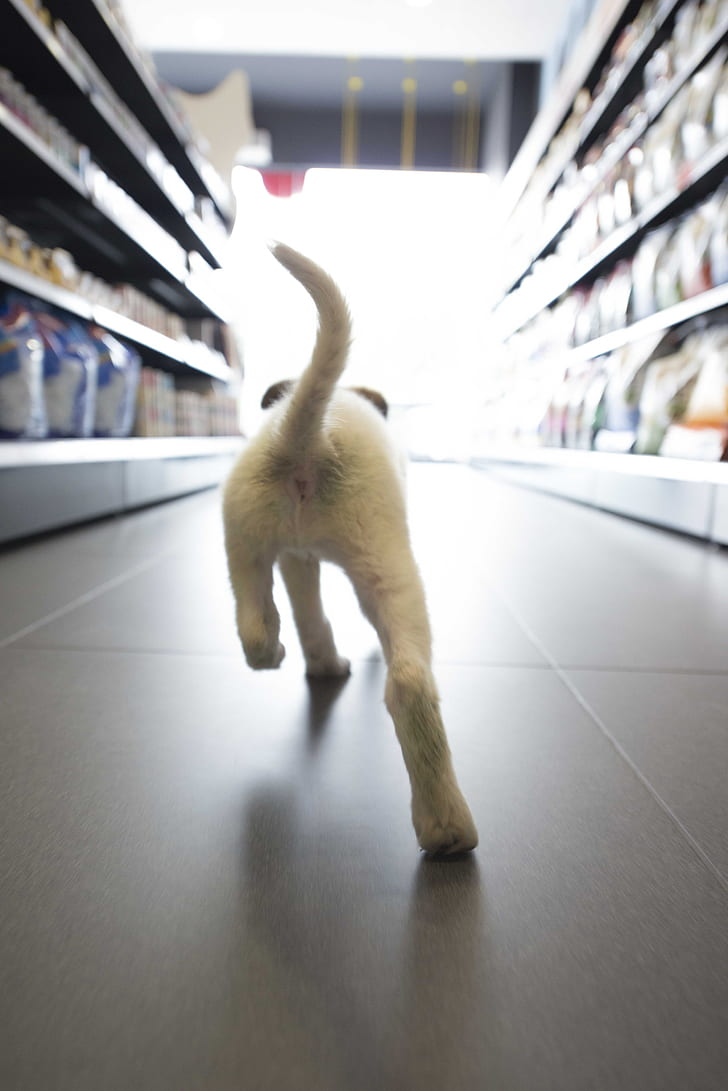 From Hardware to High Fashion: Stores That Welcome Your Dog