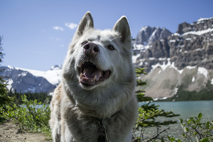 Hiking with Your Dog: The Best Gear and Tips for a Great Day Out