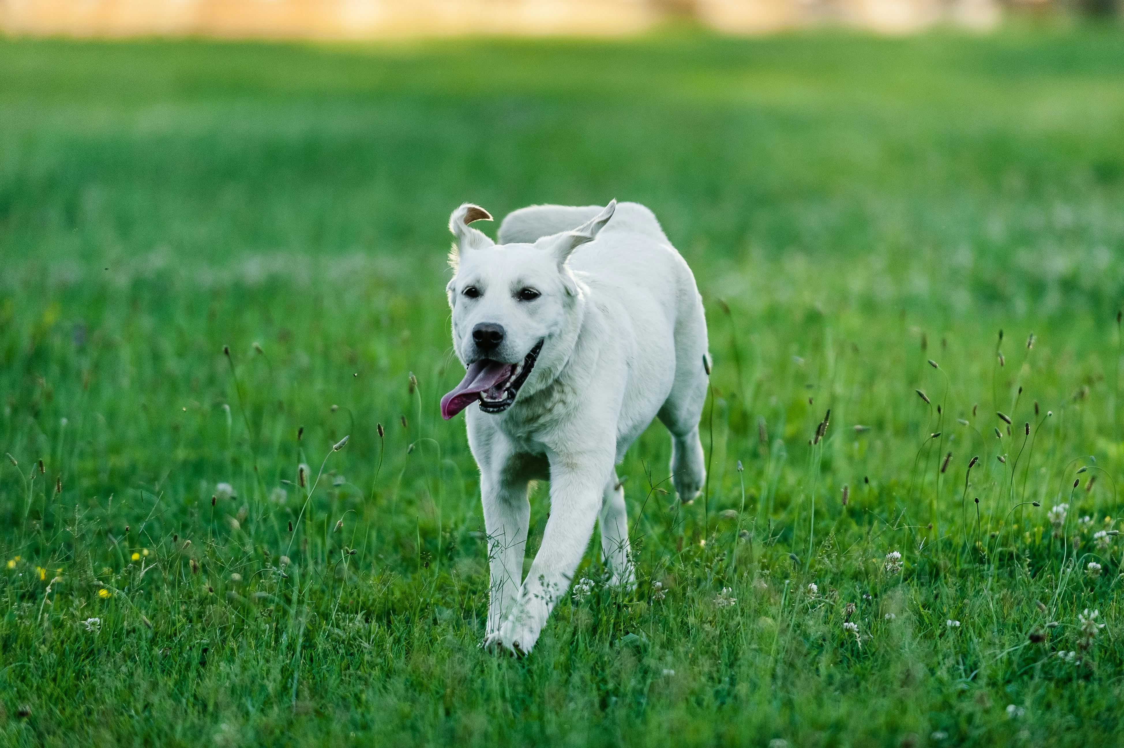 Alternative Activities to Walking Your Dog: Engaging and Fun Ideas