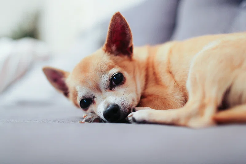 15 Reasons to Adopt a Senior Dog