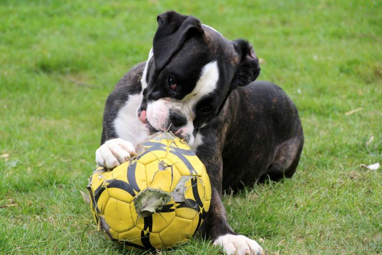 Why Playtime is Crucial for Your Dog’s Health!