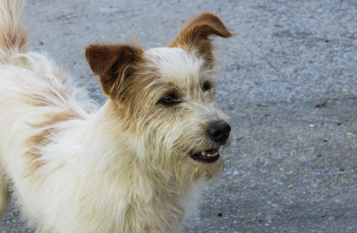 Unlocking the Secrets of Dog Body Language