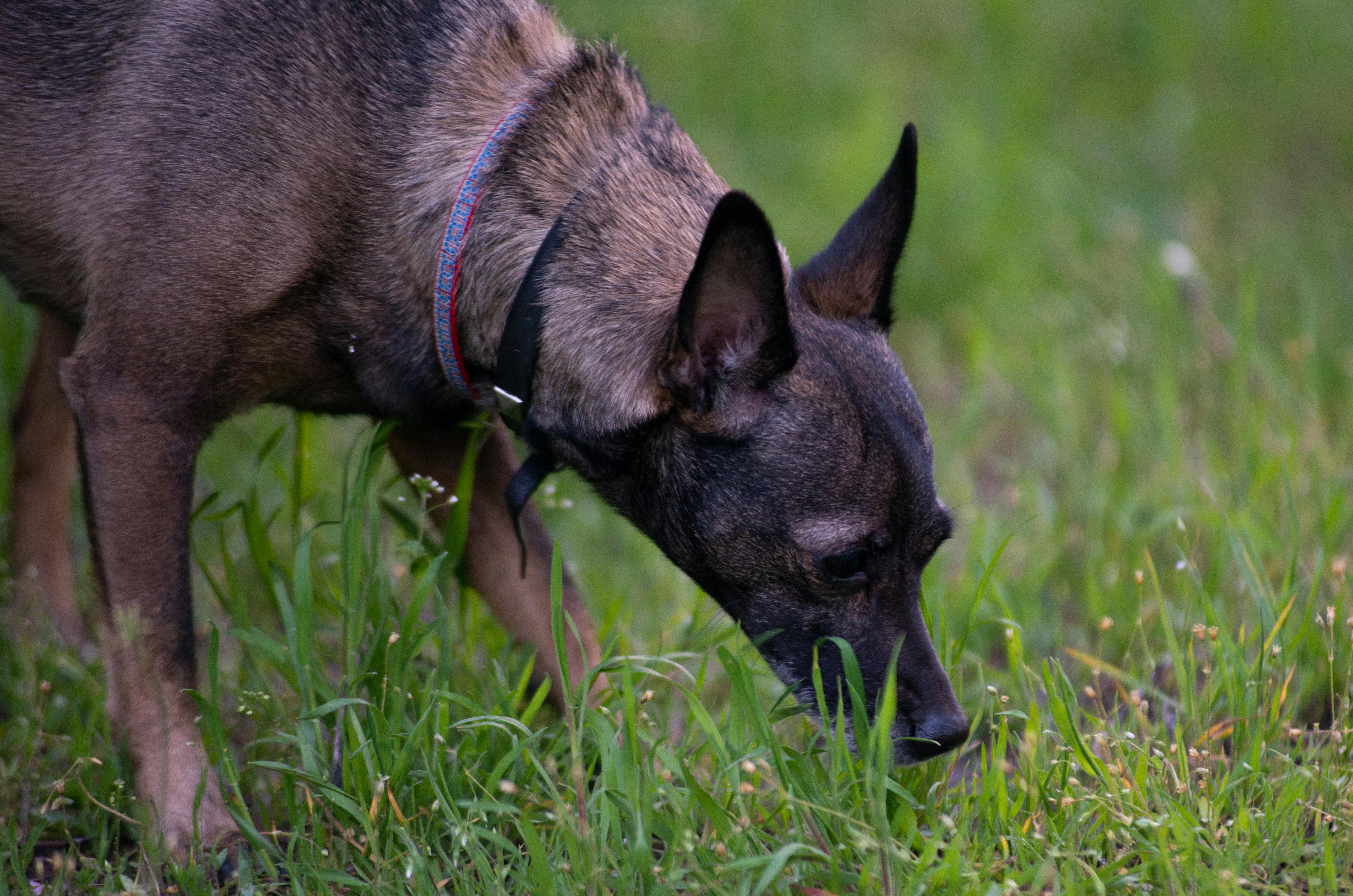 How to Set Up a Fun and Engaging Scavenger Hunt for Your Dog at Home