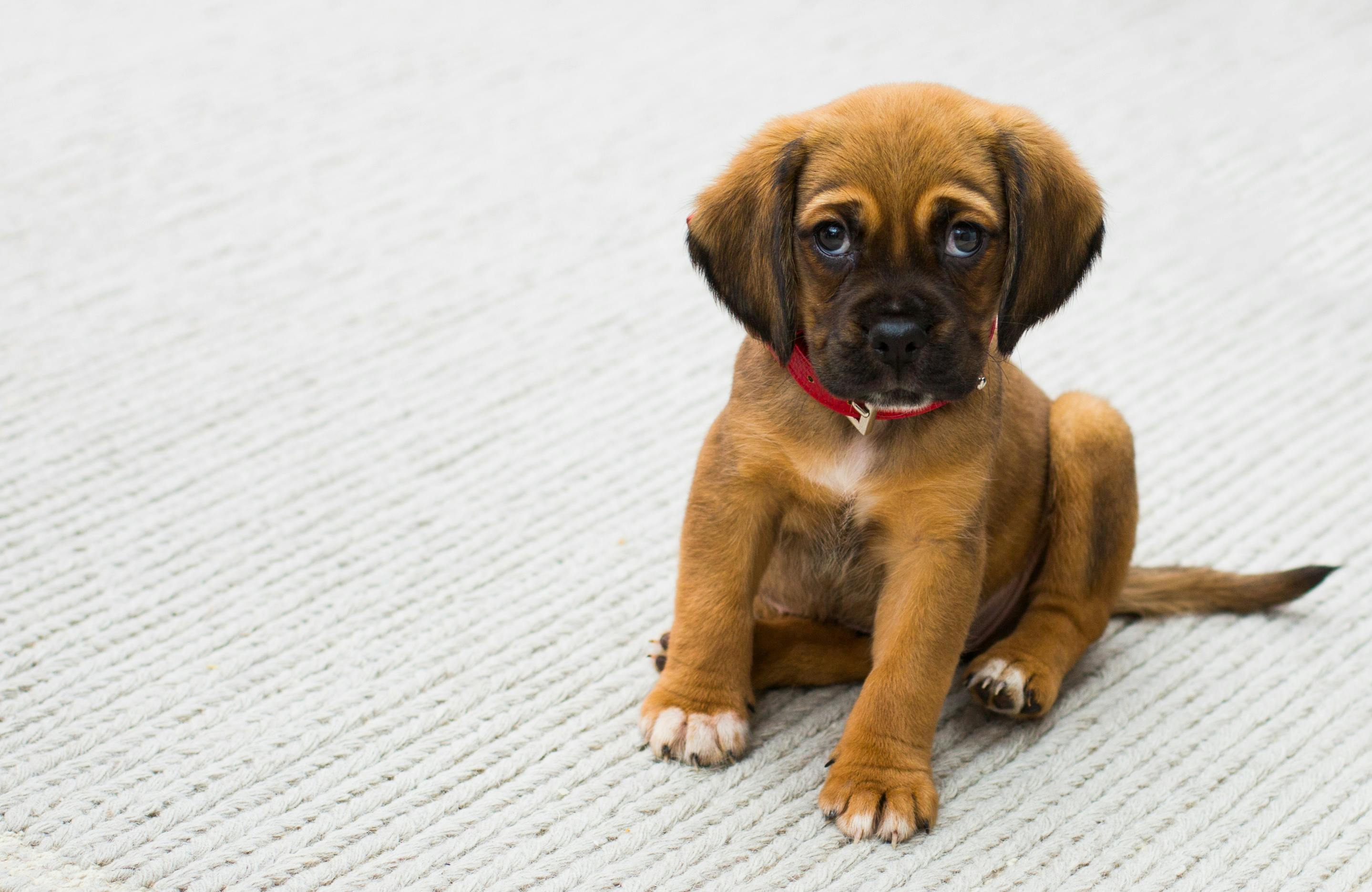 How to Potty Train Your New Dog or Puppy: A Comprehensive Guide