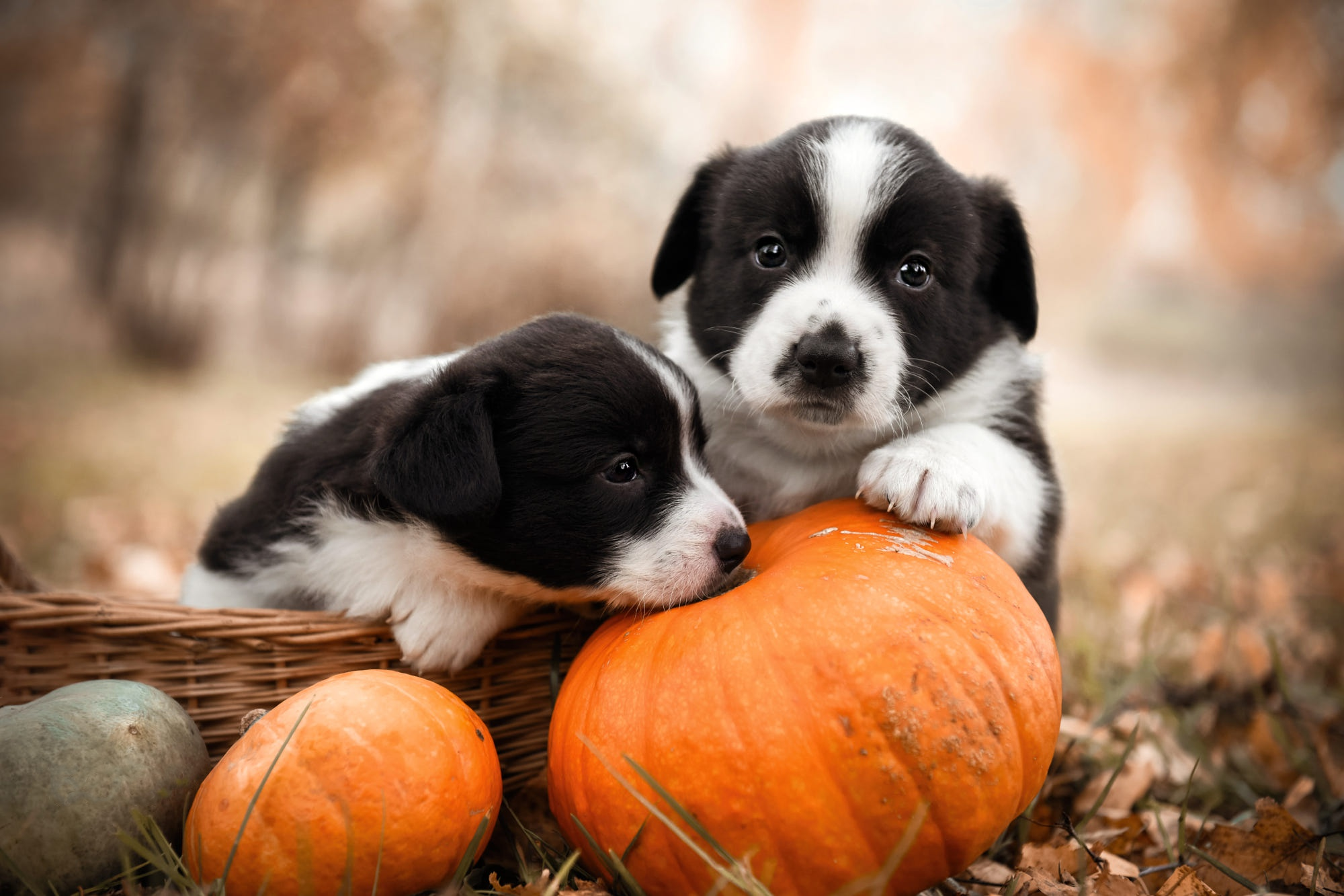 50 Fall-Inspired Dog Names You’ll Love