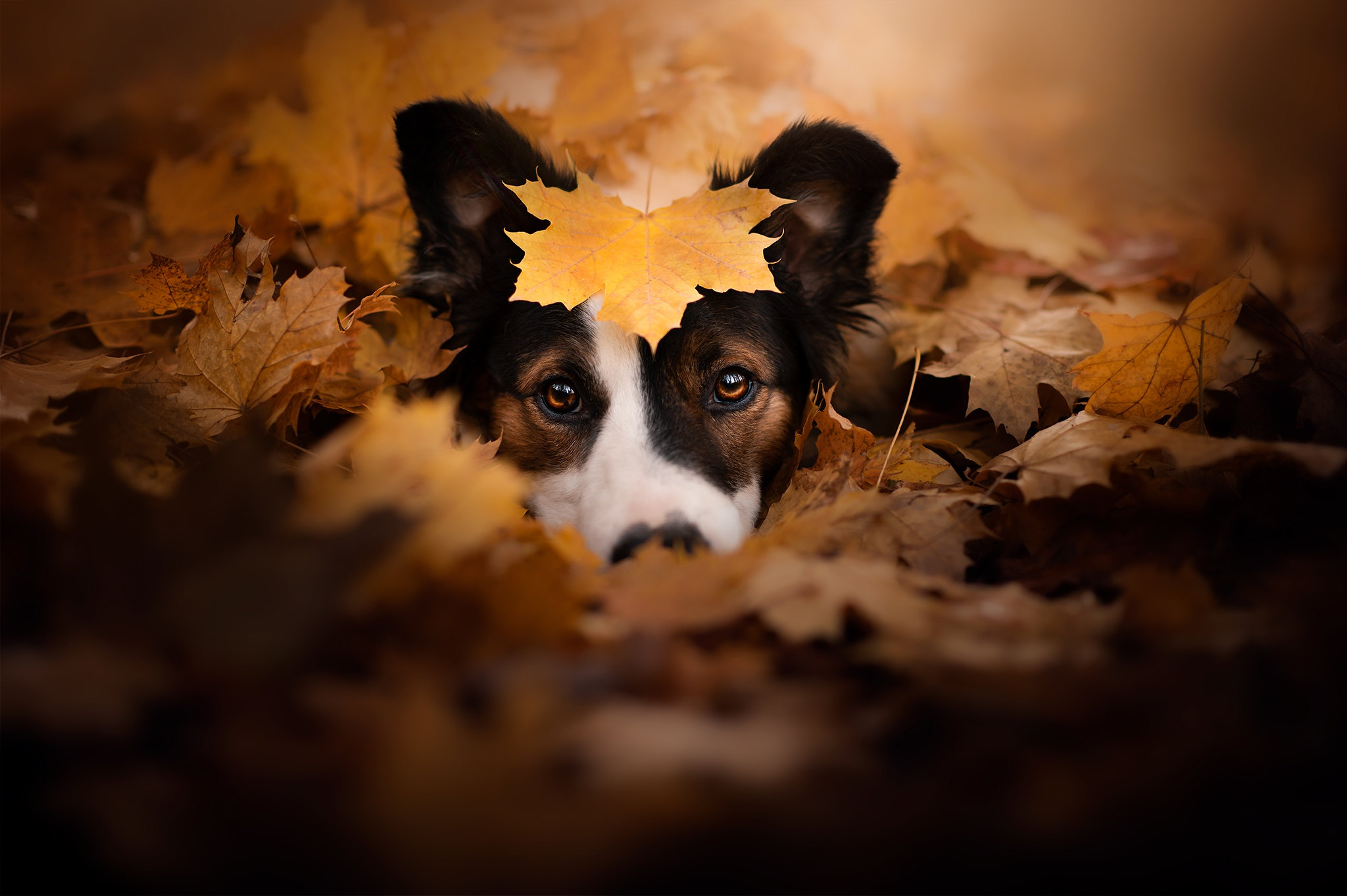 Celebrating Fall with Your Dog: The Ultimate Guide to Enjoying Autumn Together