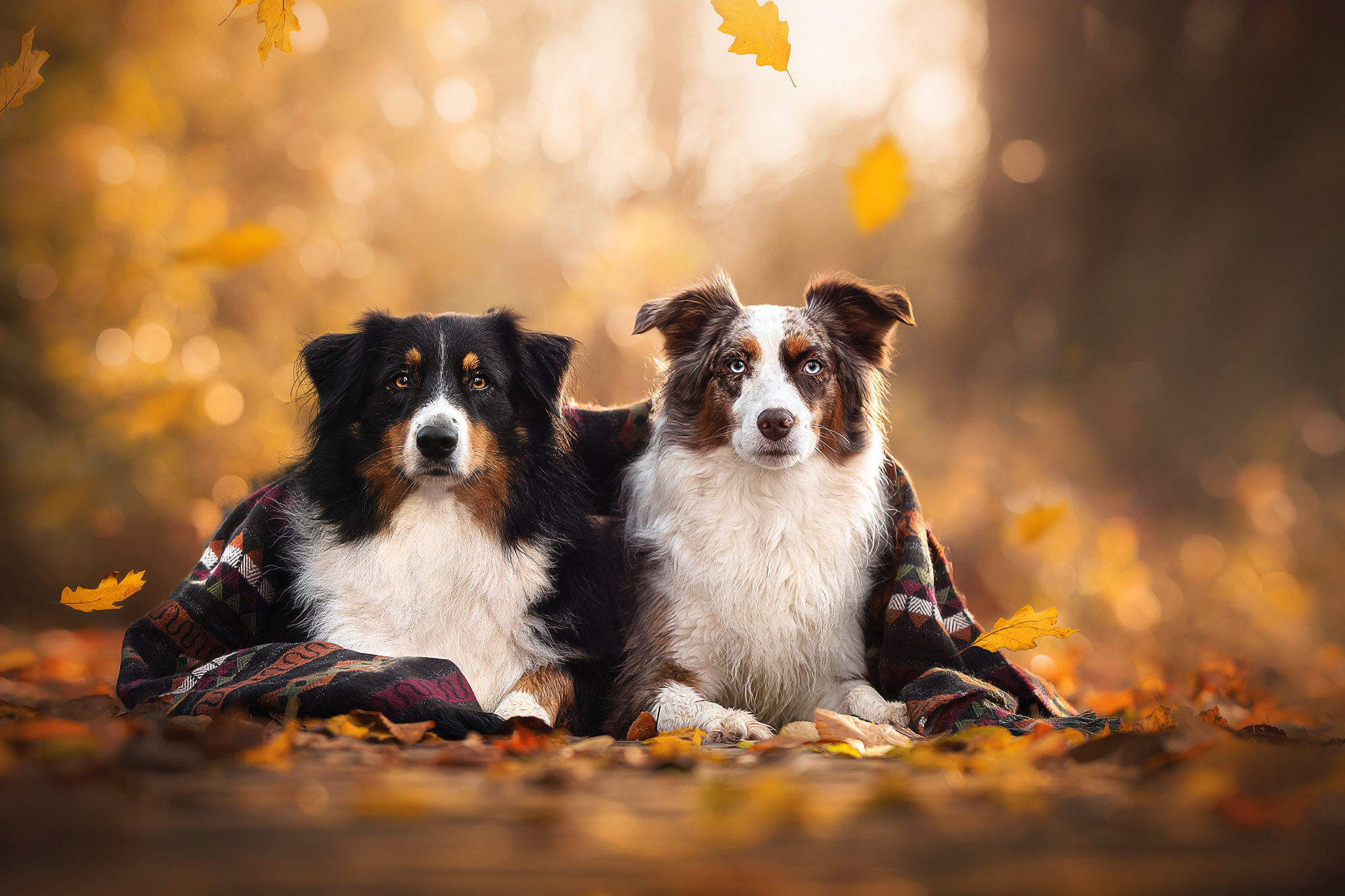 Fall Safety for Dogs: Keeping Your Pup Safe This Autumn