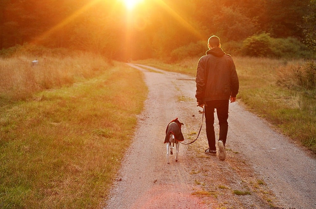 Dog parent self-care