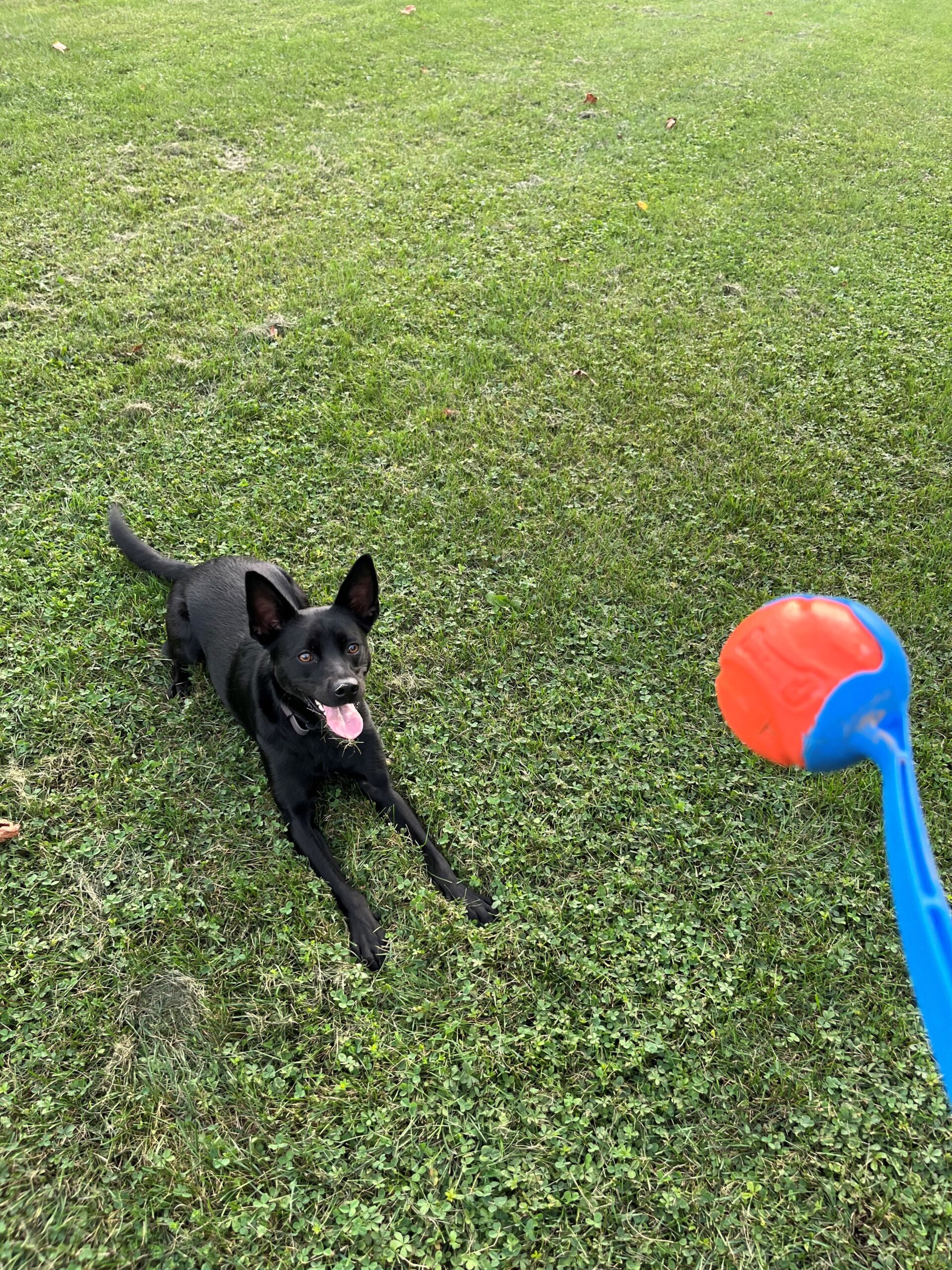 October Pick of the Month: ChuckIt! Ball Launcher