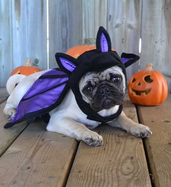 How to Celebrate Halloween with Your Dog: Fun, Safe, and Spooky Ideas