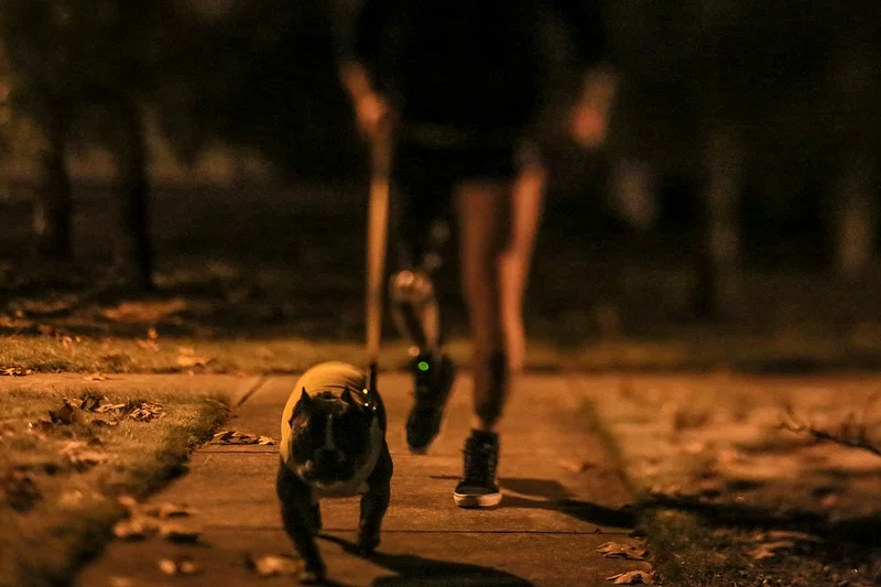 Dog Walking After Dark: Reflective Gear, Safety Tips, and More