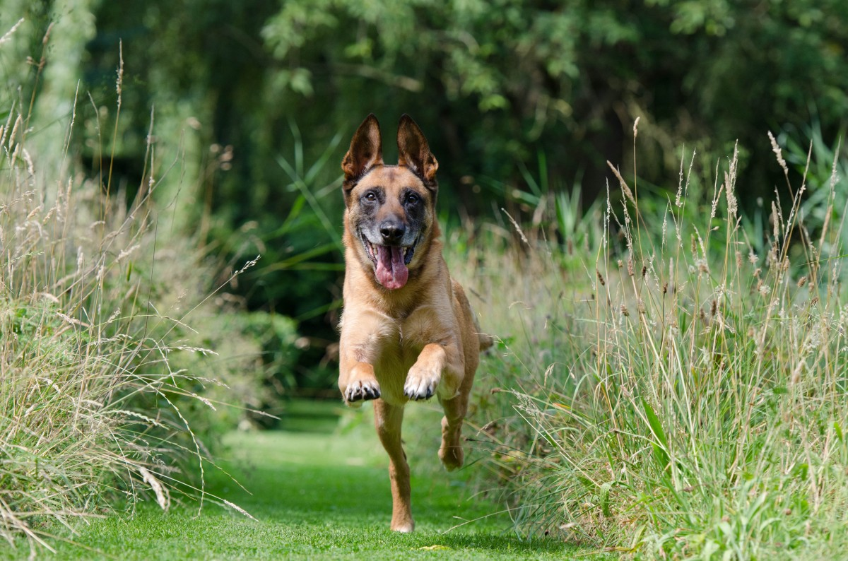 The Importance of Recall: Building a Reliable Bond with Your Dog