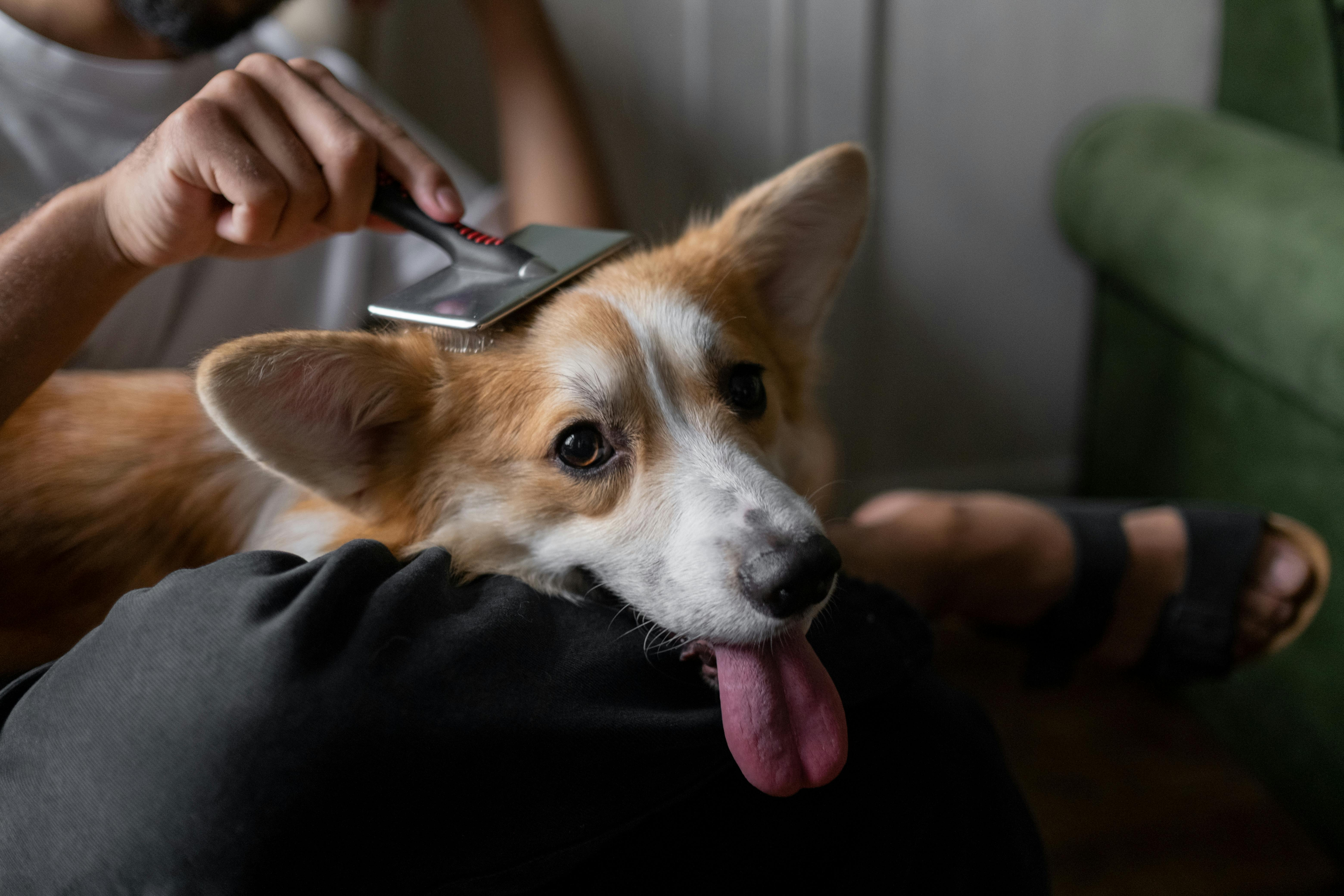 How to Groom Your Dog Without a Bathtub: A Complete Guide