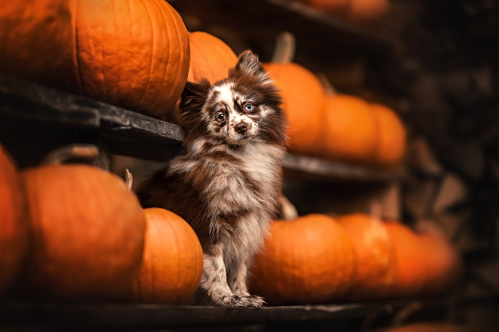 Fun and Safe Halloween Games to Play with Your Dog