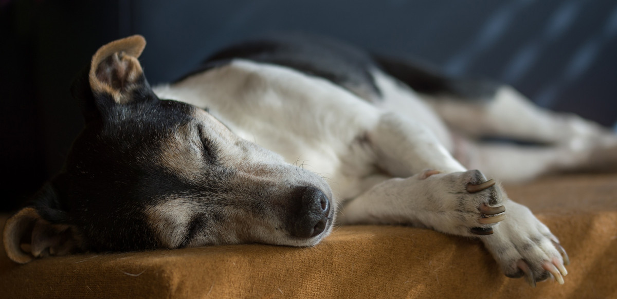 Helping Dogs Live Longer: A Guide to Giving Your Dog a Healthier, Happier Life