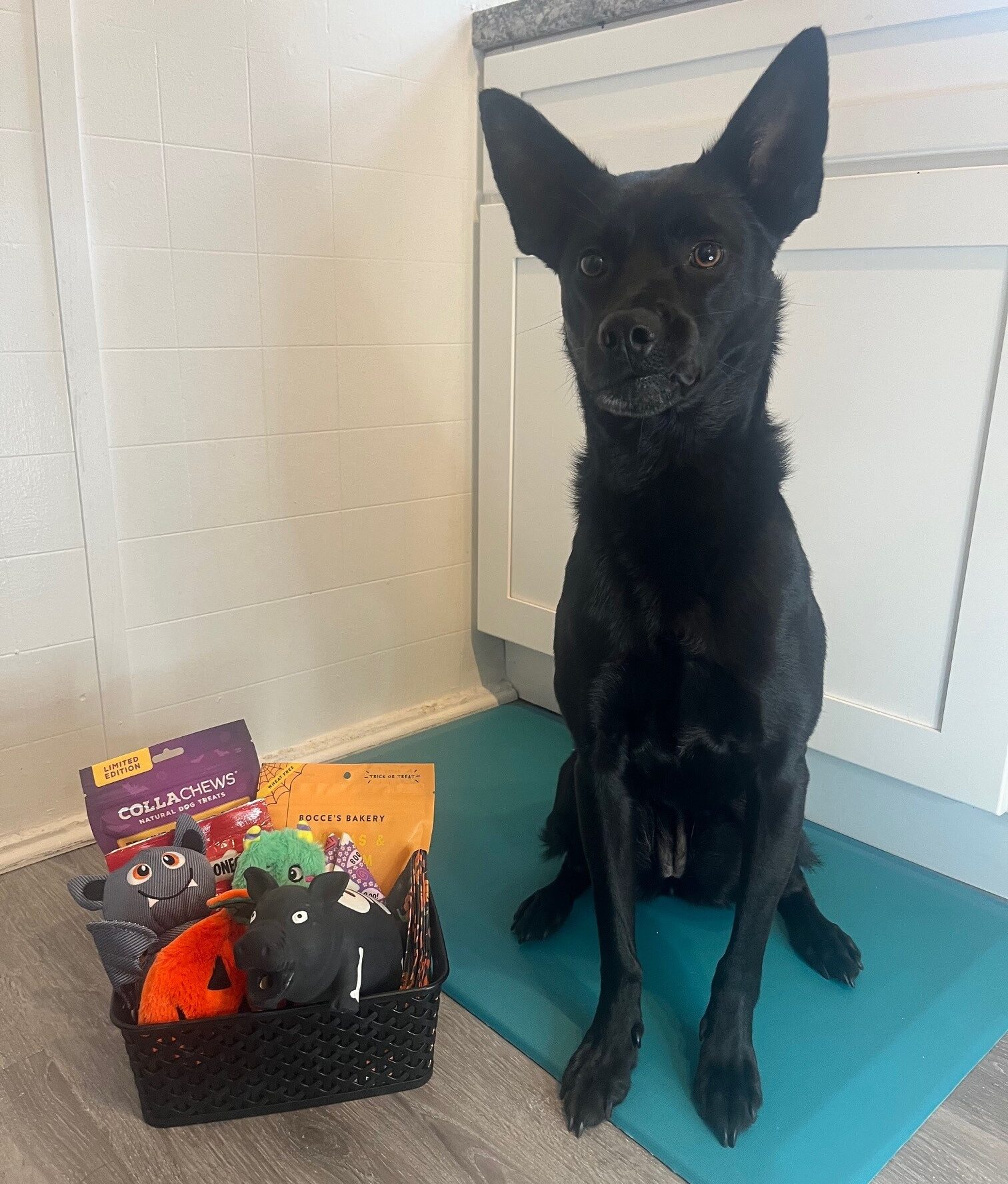 Making a Boo Basket for Your Dog: A Fun and Festive Way to Spoil Your Pup