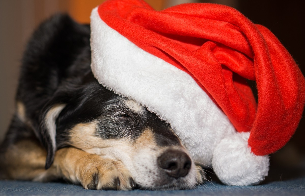 The Holiday Puppy Problem: Why You Should Reconsider Pets as Gifts