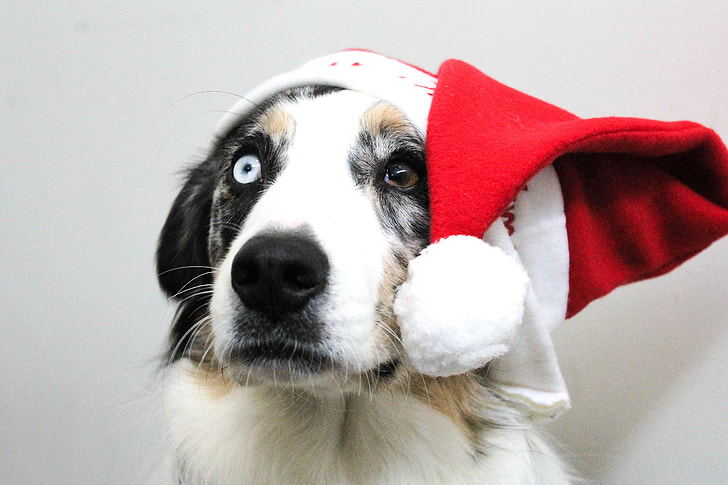 Getting Into the Holiday Spirit with Your Dog: Fun and Festive Ways to Celebrate Together